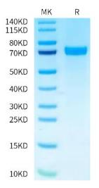 SDS-PAGE (TNFSF15-150HB).jpg